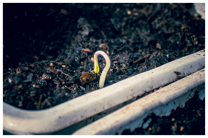 germination